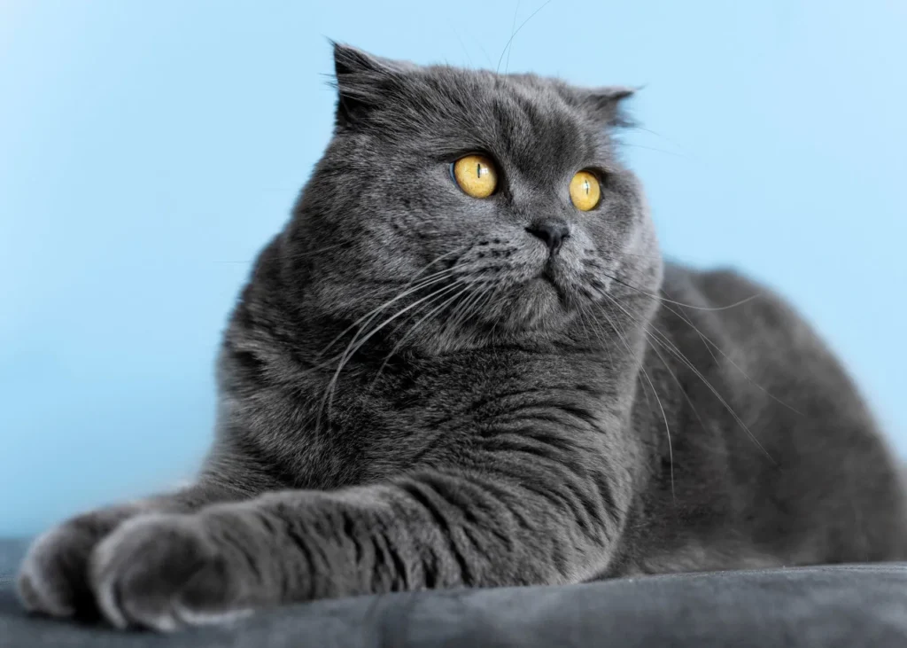 Cat Breeder Scotland