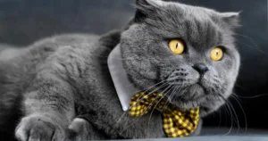 Cat Breeder Scotland