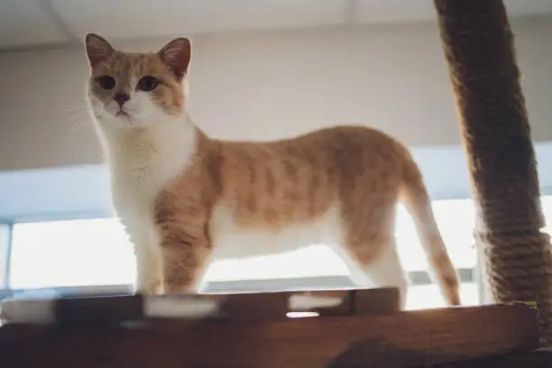 Munchkin-Cats