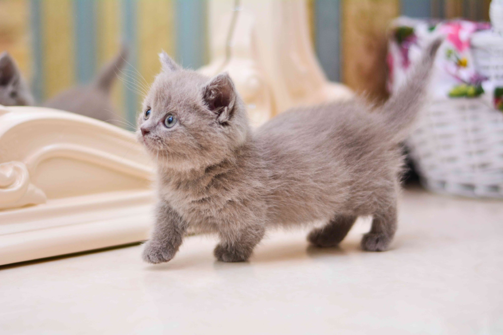 Munchkin-Cats
