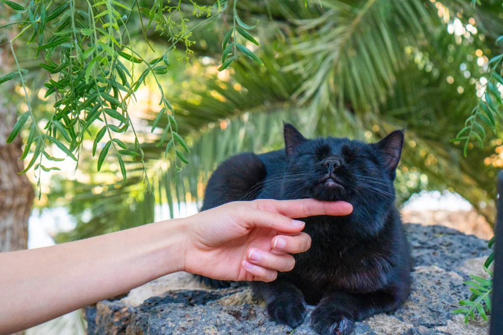 black cat adoption