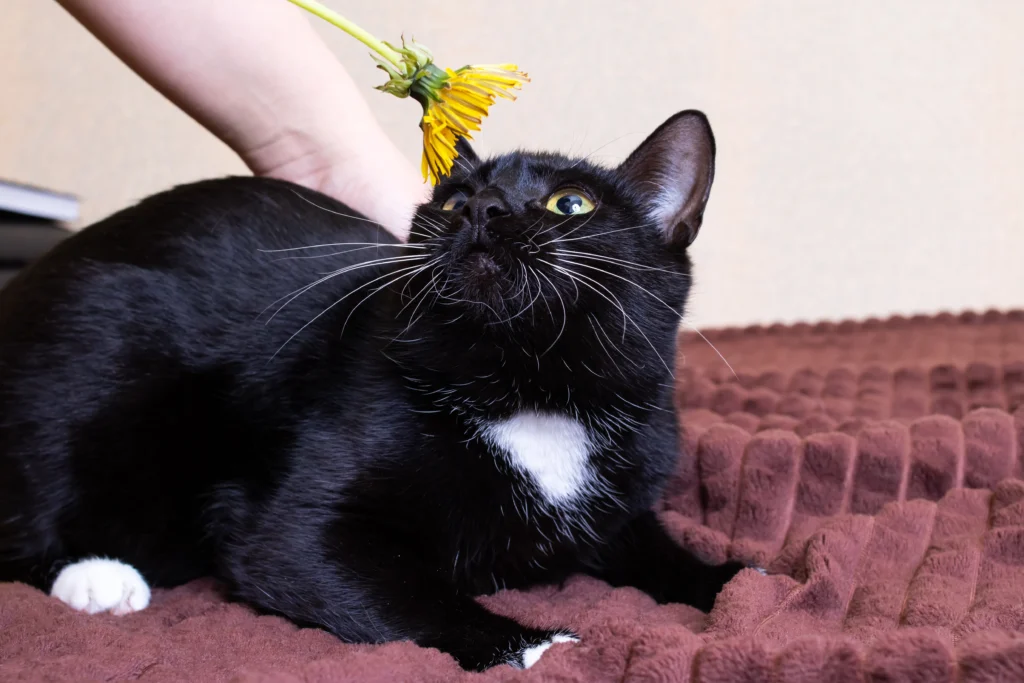 black cat adoption