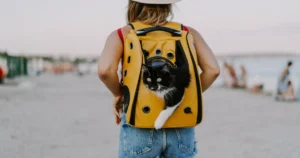 cat on backpack