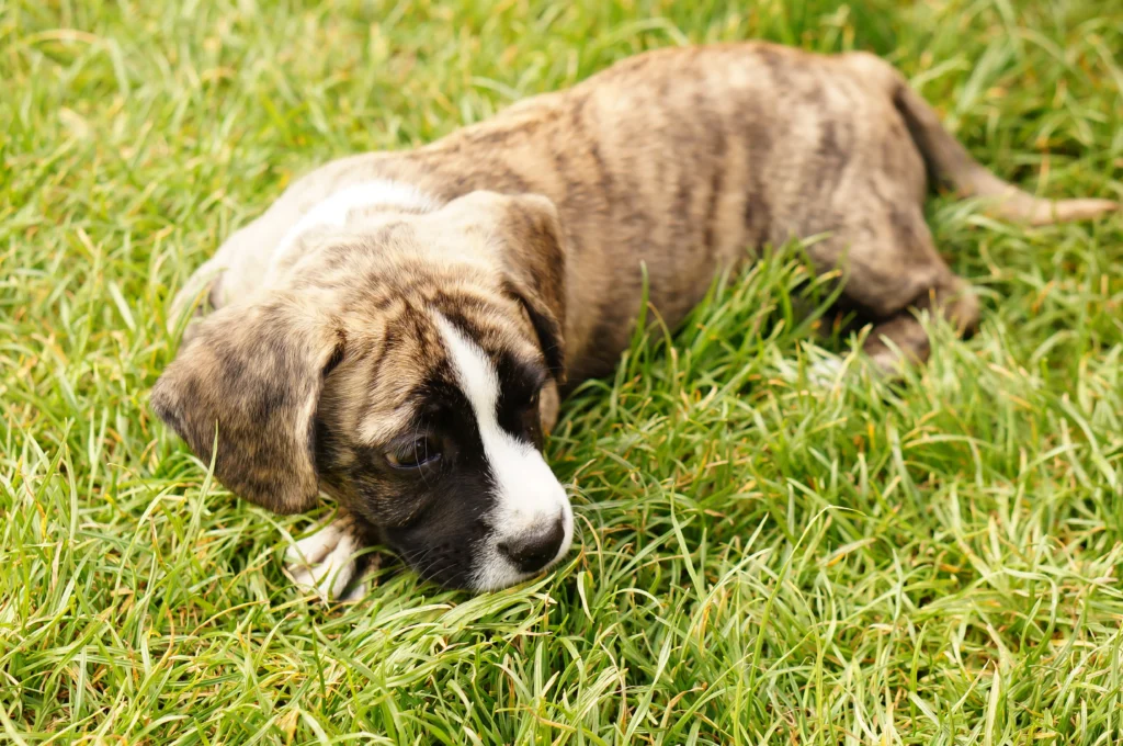 dog suddenly eating grass like crazy
