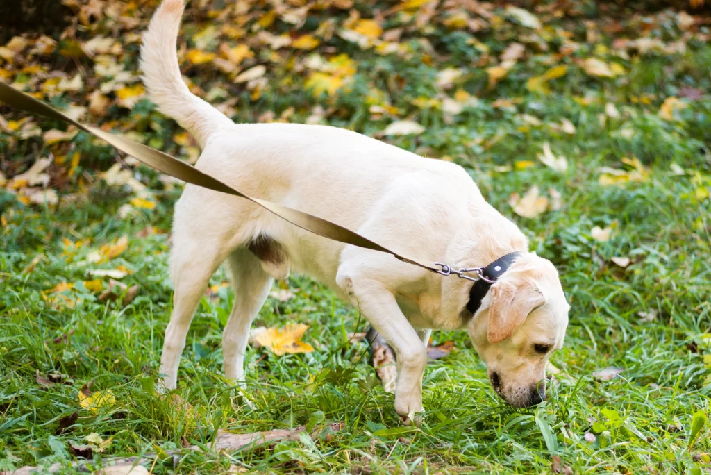 dog suddenly eating grass like crazy