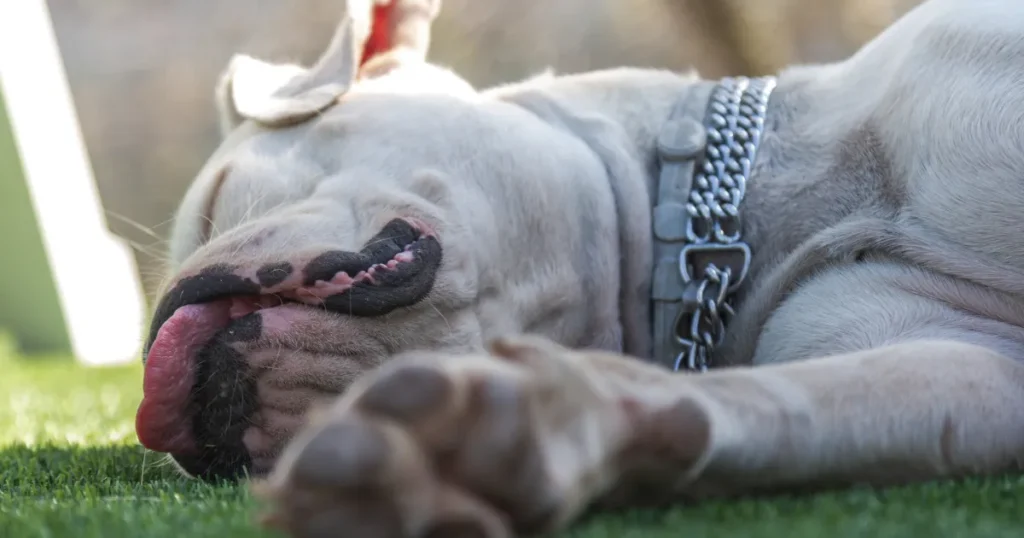 low energy dog breeds